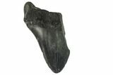 Partial, Fossil Megalodon Tooth #123961-1
